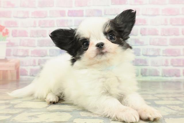 東京都のチワワ(ロング) (Coo&RIKU吉祥寺店/2026年2月8日生まれ/男の子/ホワイトブラック)の子犬の3枚目の画像