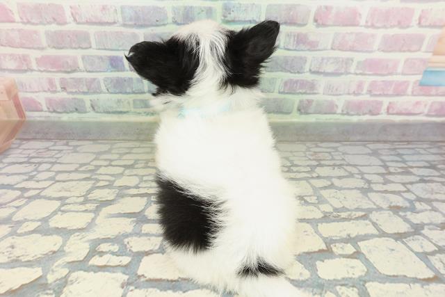 東京都のチワワ(ロング) (Coo&RIKU吉祥寺店/2026年2月8日生まれ/男の子/ホワイトブラック)の子犬の4枚目の画像