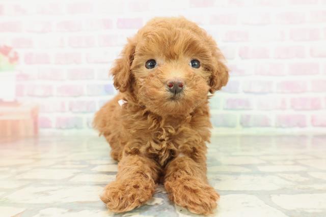 北海道のトイプードル(トイ) (Coo&RIKU岩見沢店/2026年2月10日生まれ/女の子/レッド)の子犬