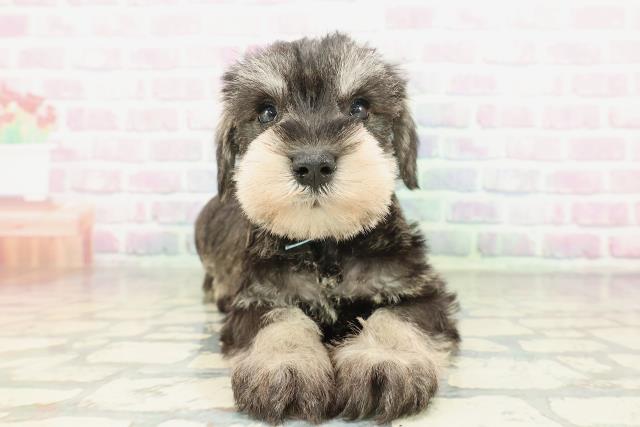 埼玉県のミニチュアシュナウザー (Coo&RIKU岩槻店/2026年2月10日生まれ/男の子/ソルトペッパー)の子犬の1枚目の画像