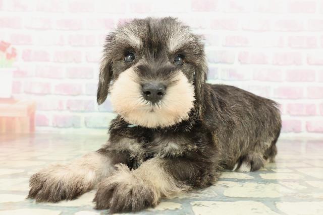 埼玉県のミニチュアシュナウザー (Coo&RIKU岩槻店/2026年2月10日生まれ/男の子/ソルトペッパー)の子犬の2枚目の画像