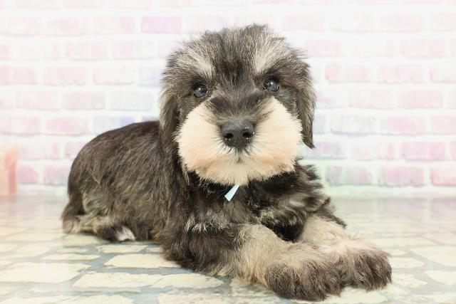 埼玉県のミニチュアシュナウザー (Coo&RIKU岩槻店/2026年2月10日生まれ/男の子/ソルトペッパー)の子犬の3枚目の画像