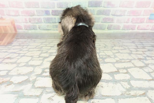 埼玉県のミニチュアシュナウザー (Coo&RIKU岩槻店/2026年2月10日生まれ/男の子/ソルトペッパー)の子犬の4枚目の画像