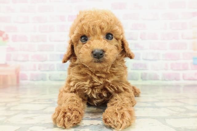 千葉県のトイプードル(トイ) (Coo&RIKU市原店/2026年2月7日生まれ/男の子/レッド)の子犬の1枚目の画像