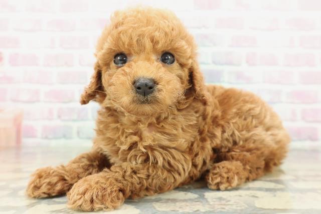 千葉県のトイプードル(トイ) (Coo&RIKU市原店/2026年2月7日生まれ/男の子/レッド)の子犬の2枚目の画像