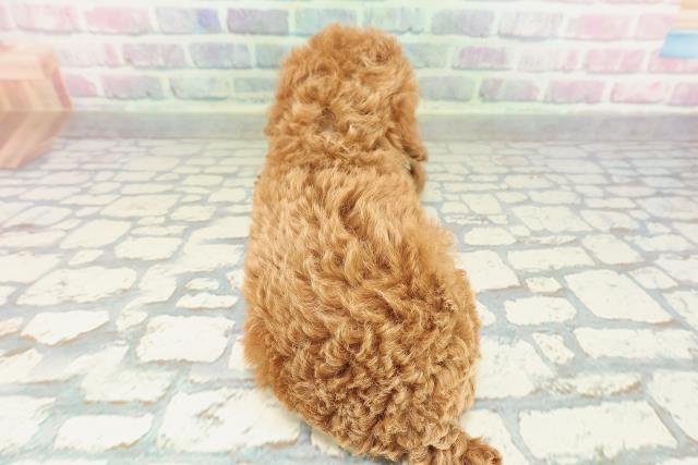 千葉県のトイプードル(トイ) (Coo&RIKU市原店/2026年2月7日生まれ/男の子/レッド)の子犬の4枚目の画像