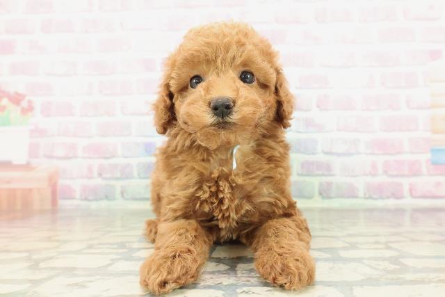 福島県のトイプードル(トイ) (Coo&RIKU福島店/2026年2月7日生まれ/男の子/レッド)の子犬の1枚目の画像