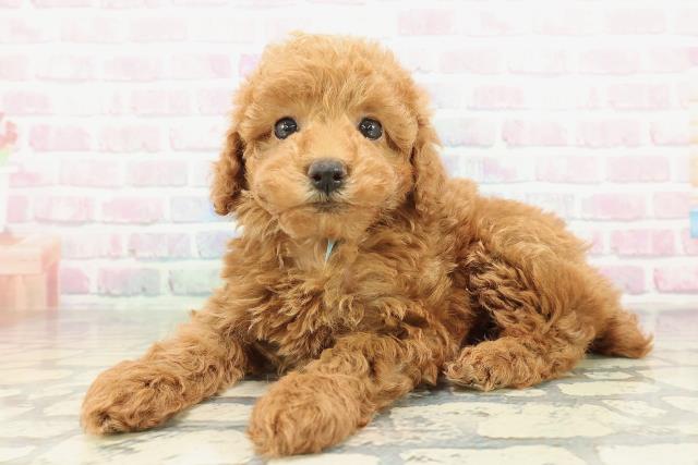 福島県のトイプードル(トイ) (Coo&RIKU福島店/2026年2月7日生まれ/男の子/レッド)の子犬の2枚目の画像