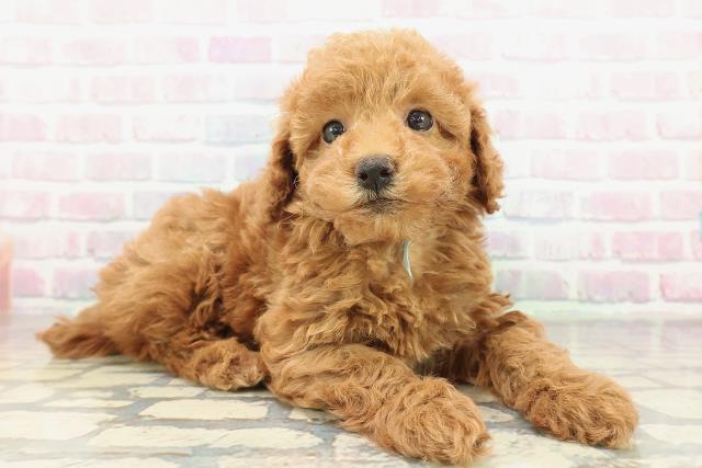 福島県のトイプードル(トイ) (Coo&RIKU福島店/2026年2月7日生まれ/男の子/レッド)の子犬の3枚目の画像