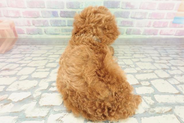 福島県のトイプードル(トイ) (Coo&RIKU福島店/2026年2月7日生まれ/男の子/レッド)の子犬の4枚目の画像