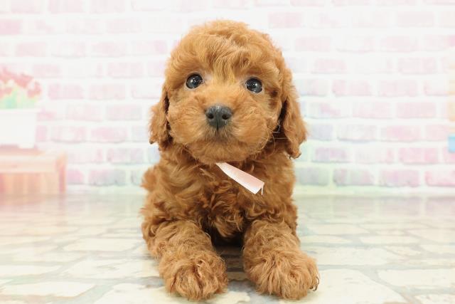 千葉県のトイプードル(トイ) (Coo&RIKU市原店/2026年2月9日生まれ/女の子/レッド)の子犬の1枚目の画像