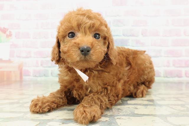 千葉県のトイプードル(トイ) (Coo&RIKU市原店/2026年2月9日生まれ/女の子/レッド)の子犬の2枚目の画像