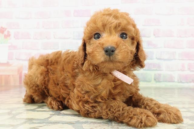 千葉県のトイプードル(トイ) (Coo&RIKU市原店/2026年2月9日生まれ/女の子/レッド)の子犬の3枚目の画像