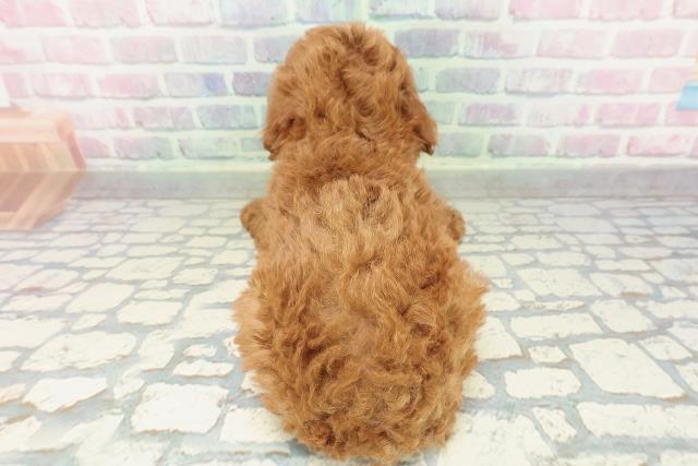 千葉県のトイプードル(トイ) (Coo&RIKU市原店/2026年2月9日生まれ/女の子/レッド)の子犬の4枚目の画像