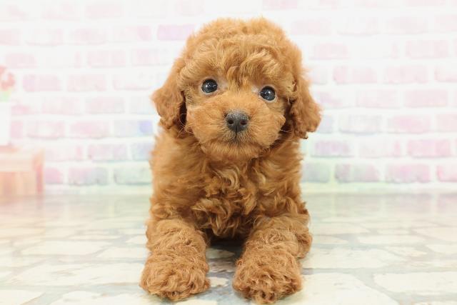 群馬県のトイプードル(トイ) (Coo&RIKU前橋店/2026年2月9日生まれ/女の子/レッド)の子犬の1枚目の画像