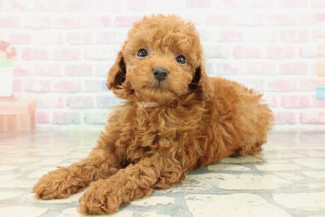 群馬県のトイプードル(トイ) (Coo&RIKU前橋店/2026年2月9日生まれ/女の子/レッド)の子犬の2枚目の画像