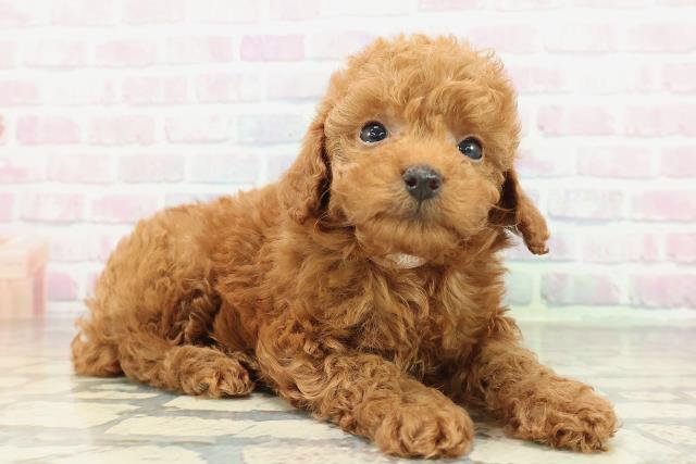 群馬県のトイプードル(トイ) (Coo&RIKU前橋店/2026年2月9日生まれ/女の子/レッド)の子犬の3枚目の画像