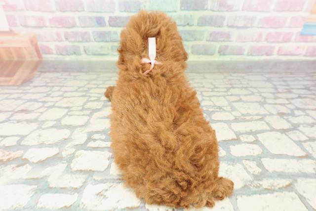 群馬県のトイプードル(トイ) (Coo&RIKU前橋店/2026年2月9日生まれ/女の子/レッド)の子犬の4枚目の画像