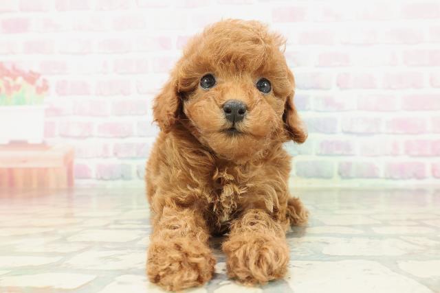 沖縄県のトイプードル(トイ) (Coo&RIKUイオン北谷店/2026年2月10日生まれ/女の子/レッド)の子犬