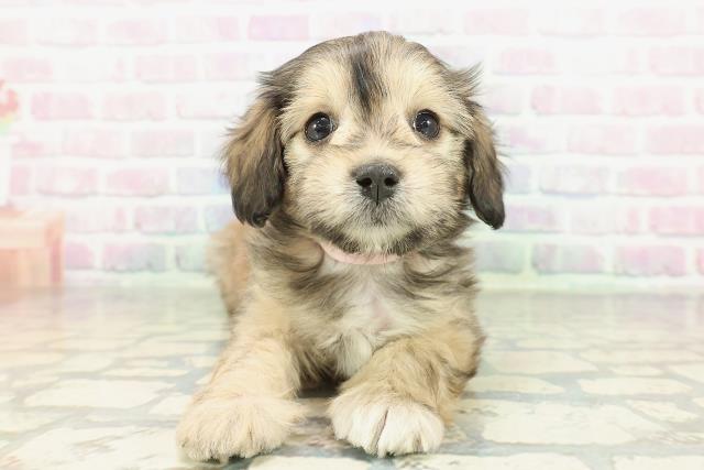 北海道のマルックス(マルチーズ×ダックス) (Coo&RIKU旭川店/2026年2月7日生まれ/女の子/セーブル)の子犬