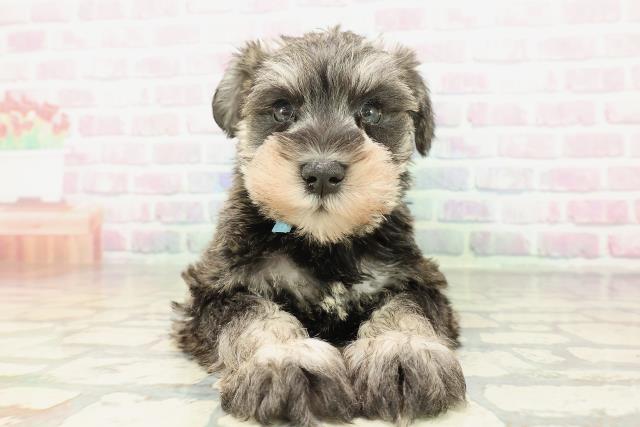 山形県のミニチュアシュナウザー (Coo&RIKU山形店/2026年2月10日生まれ/男の子/ソルトペッパー)の子犬