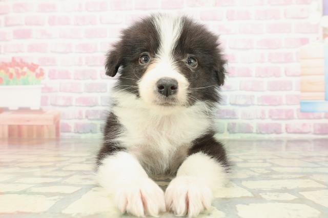 東京都のボーダーコリー (Coo&RIKU府中店/2026年2月10日生まれ/男の子/ブラックホワイト)の子犬