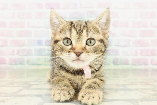 神奈川県のアメリカンショートヘアー (Coo&RIKU藤沢店/2026年2月8日生まれ/女の子/ブラウンタビー)の子猫