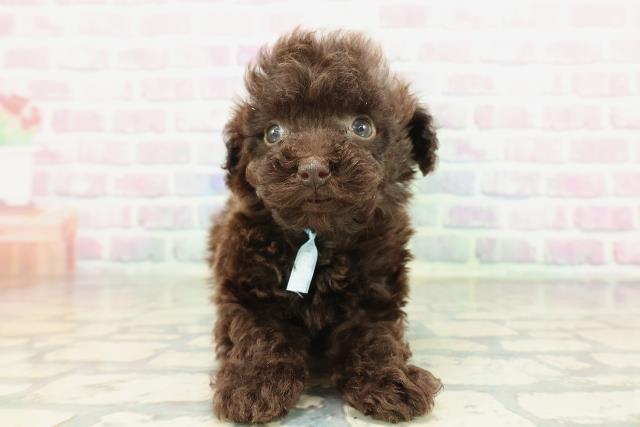 東京都のトイプードル(トイ) (Coo&RIKU中野サンモール店/2026年2月10日生まれ/男の子/ブラウン)の子犬