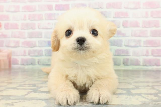 北海道のチワプー/プーチー(チワワ×プードル) (Coo&RIKU北見店/2026年2月9日生まれ/男の子/クリーム)の子犬