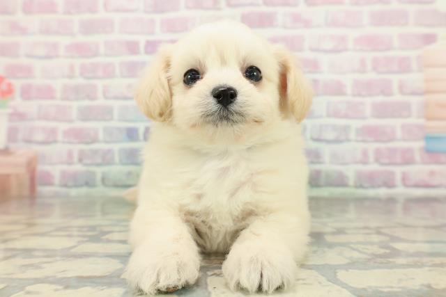 東京都のチワプー/プーチー(チワワ×プードル) (Coo&RIKU中野サンモール店/2026年2月9日生まれ/男の子/クリーム)の子犬