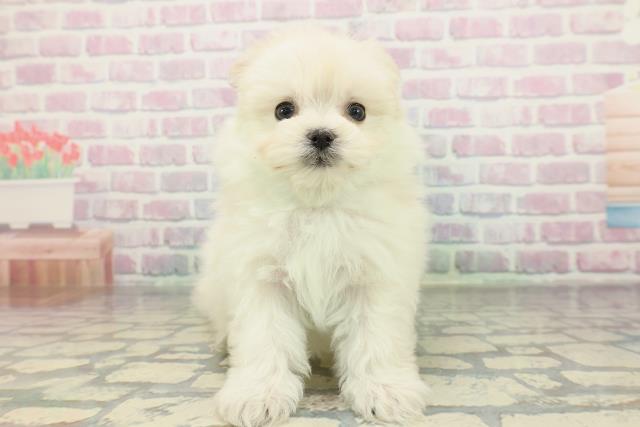 東京都のポメマル/マルポメ(ポメラニアン×マルチーズ) (Coo&RIKU新宿三丁目店/2026年2月3日生まれ/男の子/クリーム)の子犬