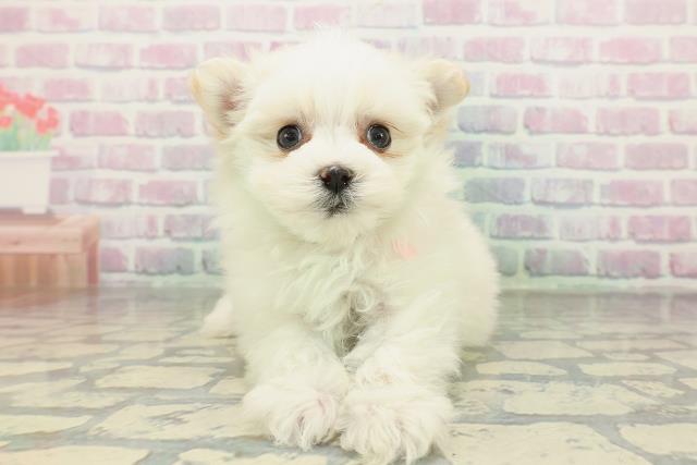 北海道のポメマル/マルポメ(ポメラニアン×マルチーズ) (Coo&RIKU北見店/2026年2月3日生まれ/女の子/ホワイト)の子犬