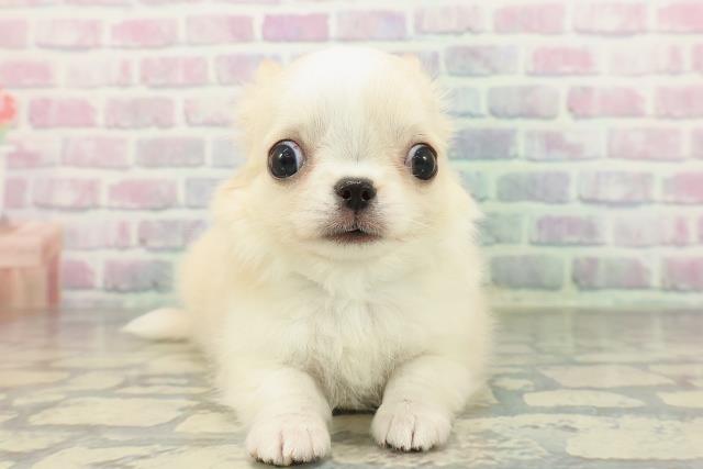 群馬県のチワワ(ロング) (Coo&RIKU伊勢崎店/2026年2月8日生まれ/男の子/クリームホワイト)の子犬の1枚目の画像