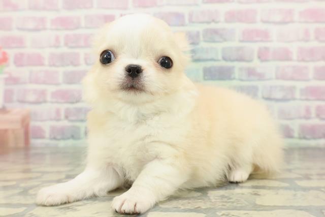 群馬県のチワワ(ロング) (Coo&RIKU伊勢崎店/2026年2月8日生まれ/男の子/クリームホワイト)の子犬の2枚目の画像