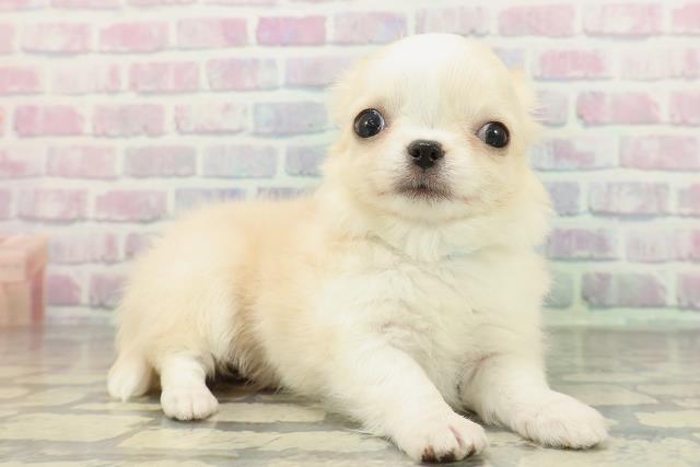 群馬県のチワワ(ロング) (Coo&RIKU伊勢崎店/2026年2月8日生まれ/男の子/クリームホワイト)の子犬の3枚目の画像