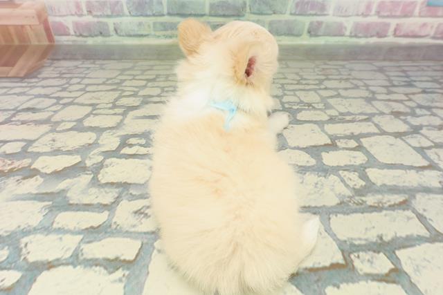 群馬県のチワワ(ロング) (Coo&RIKU伊勢崎店/2026年2月8日生まれ/男の子/クリームホワイト)の子犬の4枚目の画像