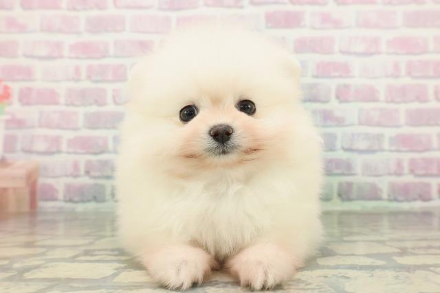東京都のポメラニアン (Coo&RIKU中野サンモール店/2026年2月9日生まれ/男の子/ホワイト)の子犬