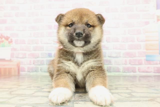 群馬県の柴犬(標準サイズ) (Coo&RIKU前橋店/2026年2月10日生まれ/女の子/赤)の子犬の1枚目の画像