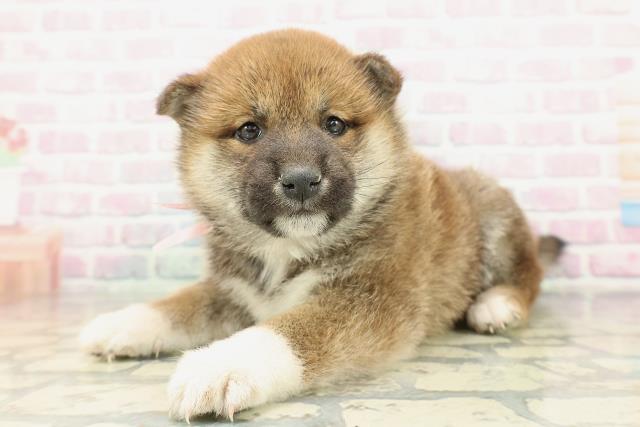 群馬県の柴犬(標準サイズ) (Coo&RIKU前橋店/2026年2月10日生まれ/女の子/赤)の子犬の2枚目の画像