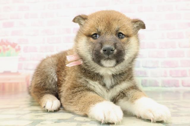 群馬県の柴犬(標準サイズ) (Coo&RIKU前橋店/2026年2月10日生まれ/女の子/赤)の子犬の3枚目の画像