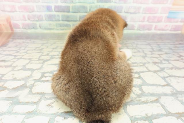 群馬県の柴犬(標準サイズ) (Coo&RIKU前橋店/2026年2月10日生まれ/女の子/赤)の子犬の4枚目の画像