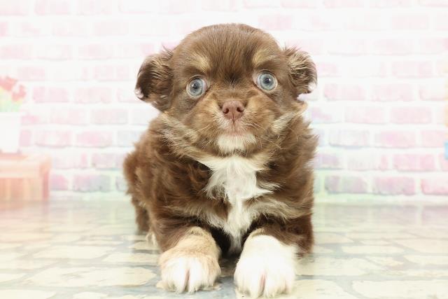 千葉県のチワワ(ロング) (Coo&RIKU八街店/2026年2月7日生まれ/男の子/チョコレートタンホワイト)の子犬の1枚目の画像