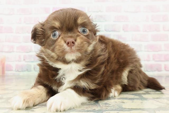 千葉県のチワワ(ロング) (Coo&RIKU八街店/2026年2月7日生まれ/男の子/チョコレートタンホワイト)の子犬の2枚目の画像