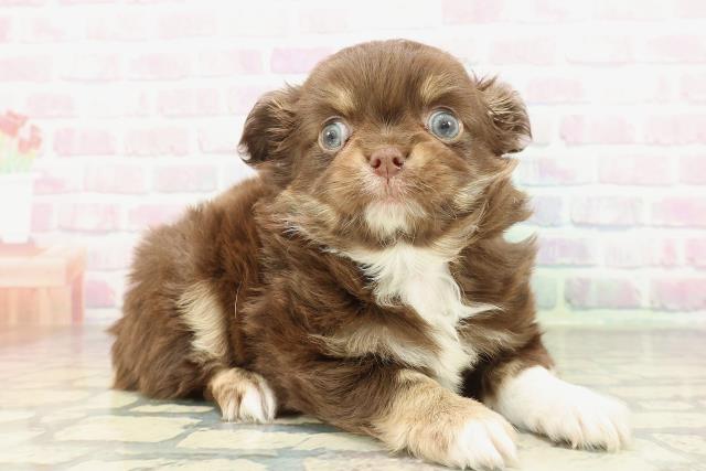 千葉県のチワワ(ロング) (Coo&RIKU八街店/2026年2月7日生まれ/男の子/チョコレートタンホワイト)の子犬の3枚目の画像