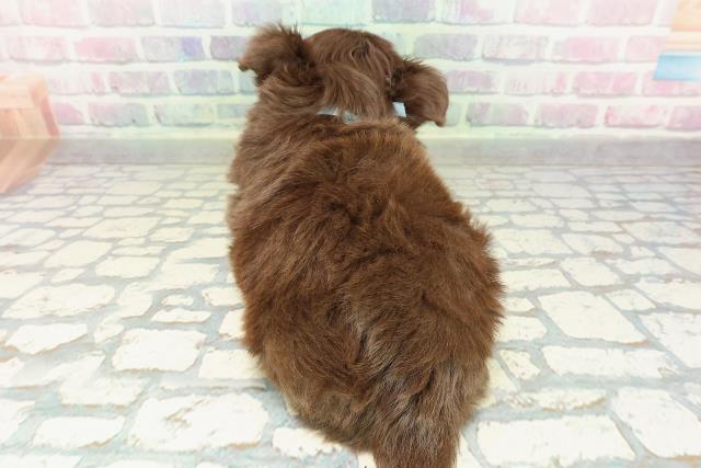 千葉県のチワワ(ロング) (Coo&RIKU八街店/2026年2月7日生まれ/男の子/チョコレートタンホワイト)の子犬の4枚目の画像