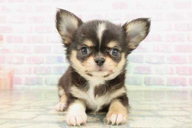 埼玉県のチワワ(ロング) (Coo&RIKU川越店/2026年2月8日生まれ/男の子/ブラックタンホワイト)の子犬の1枚目の画像