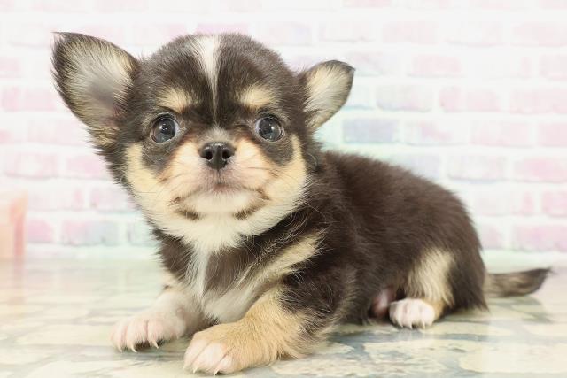 埼玉県のチワワ(ロング) (Coo&RIKU川越店/2026年2月8日生まれ/男の子/ブラックタンホワイト)の子犬の2枚目の画像