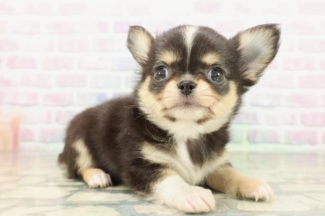 埼玉県のチワワ(ロング) (Coo&RIKU川越店/2026年2月8日生まれ/男の子/ブラックタンホワイト)の子犬の3枚目の画像