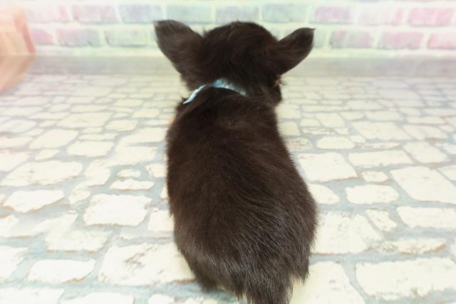 埼玉県のチワワ(ロング) (Coo&RIKU川越店/2026年2月8日生まれ/男の子/ブラックタンホワイト)の子犬の4枚目の画像