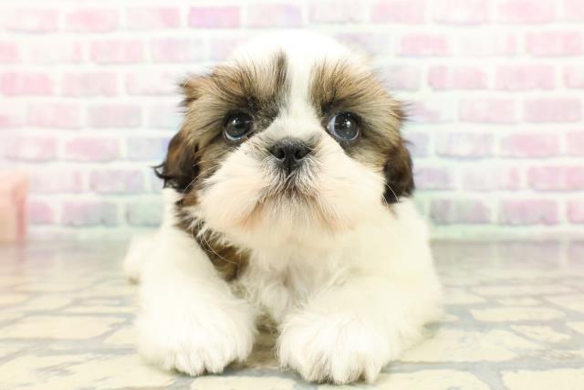 埼玉県のシーズー (Coo&RIKU桶川店/2026年2月8日生まれ/女の子/ホワイトゴールド)の子犬の1枚目の画像